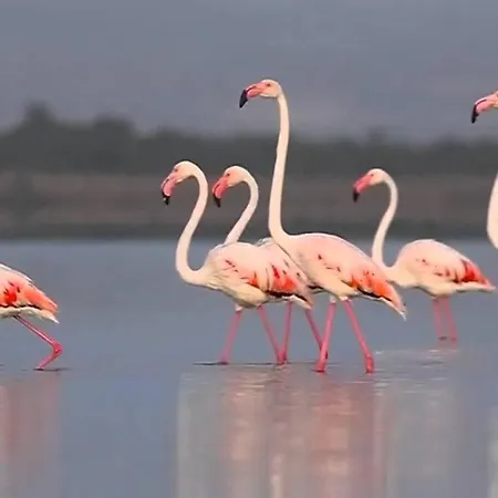 Apartman Costa De Verano With Swimming Pool In The Center Of