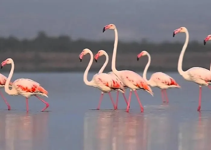 Apartment Costa De Verano With Swimming Pool In The Center Of