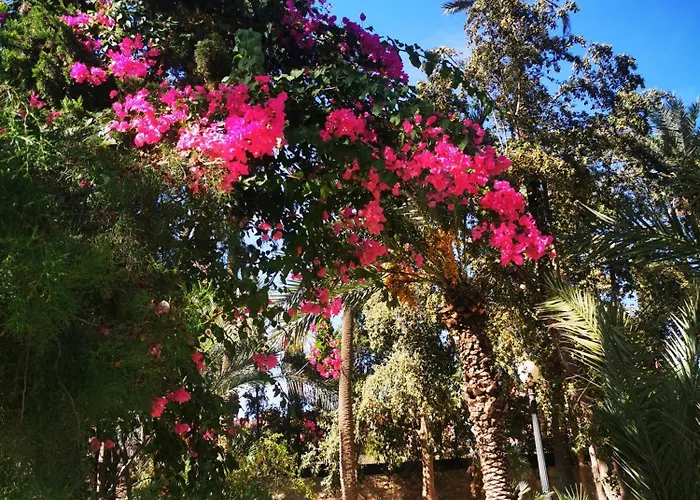 Costa De Verano With Swimming Pool In The Center Of Torrevieja